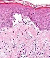 J Skin Stem Cell